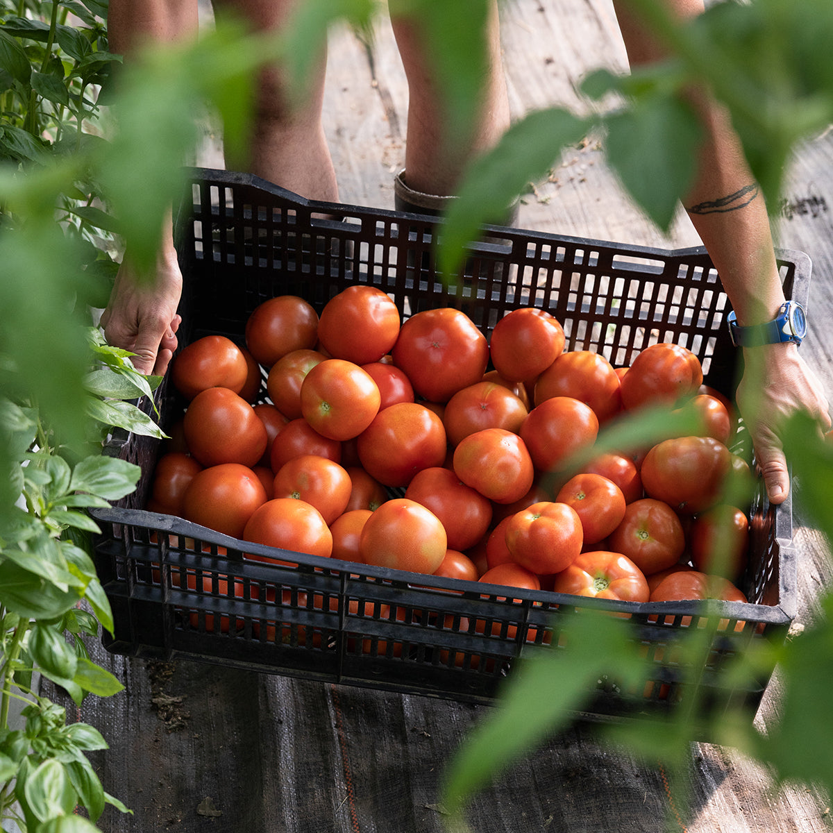 Organic Heirloom Tomato Sauce – Blake Hill Preserves