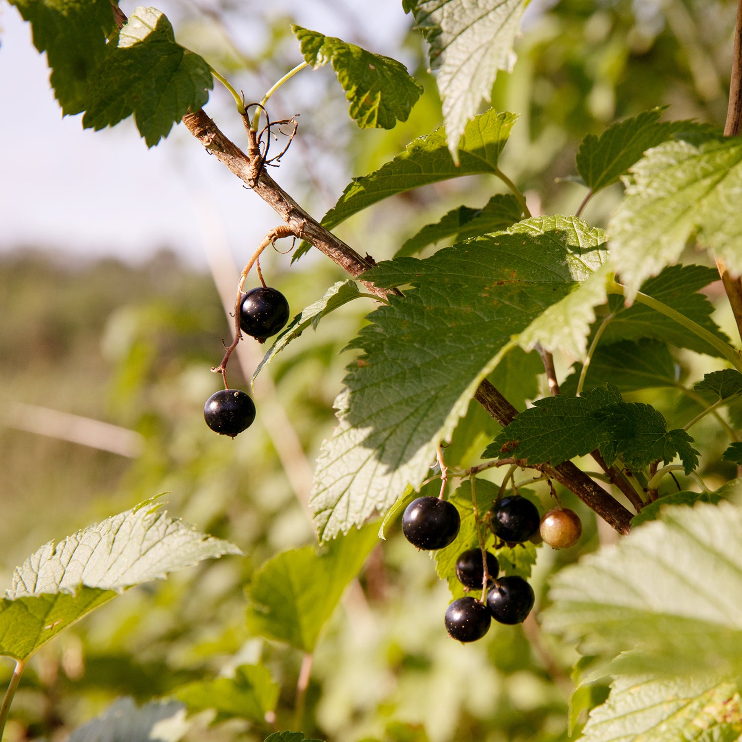 Black Currant with Wild Mint Jam – Blake Hill Preserves