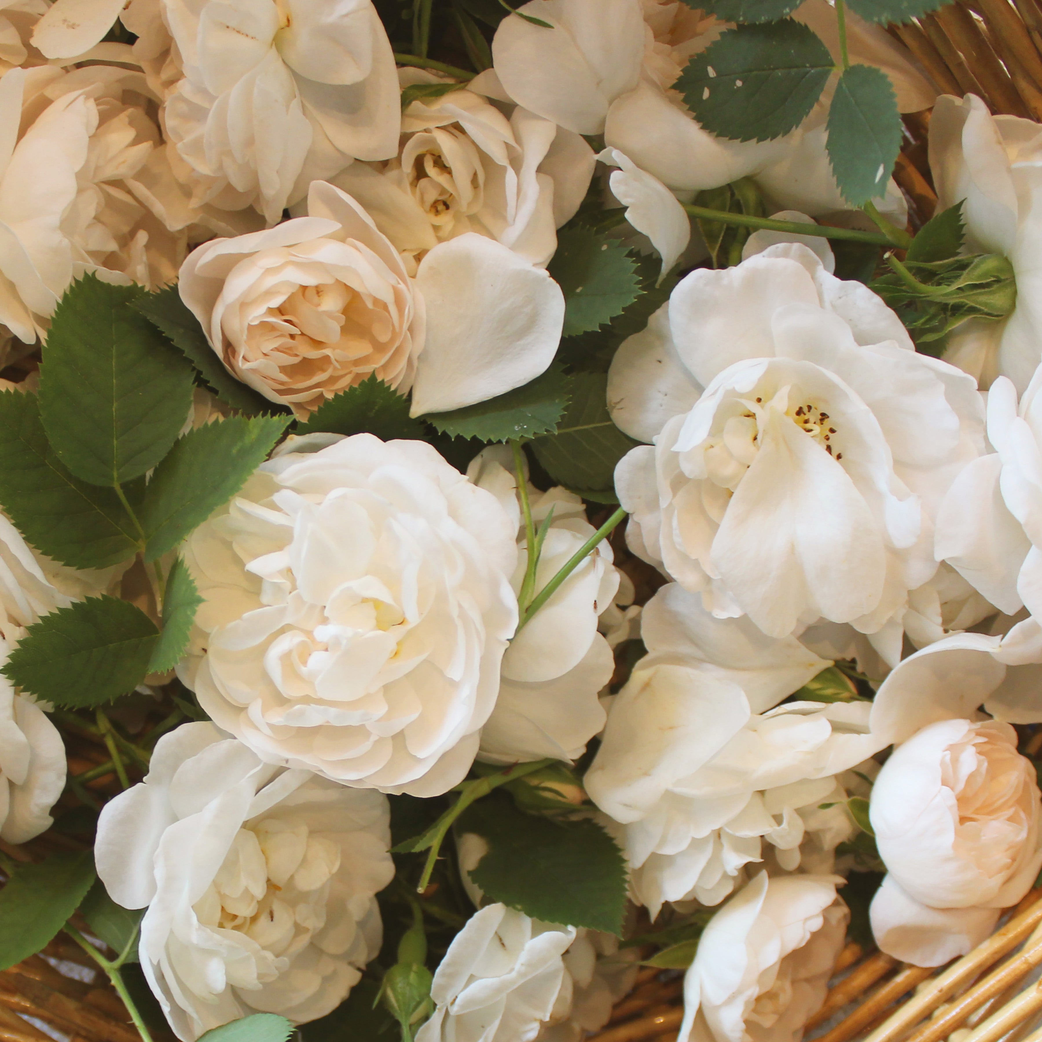 Strawberry with Wild Rose – Blake Hill Preserves